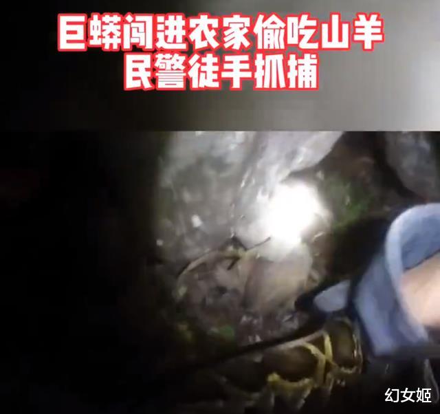 26斤!2.4米巨蟒闯进农户家生吞山羊,徒手敢抓 放生或许不科学?