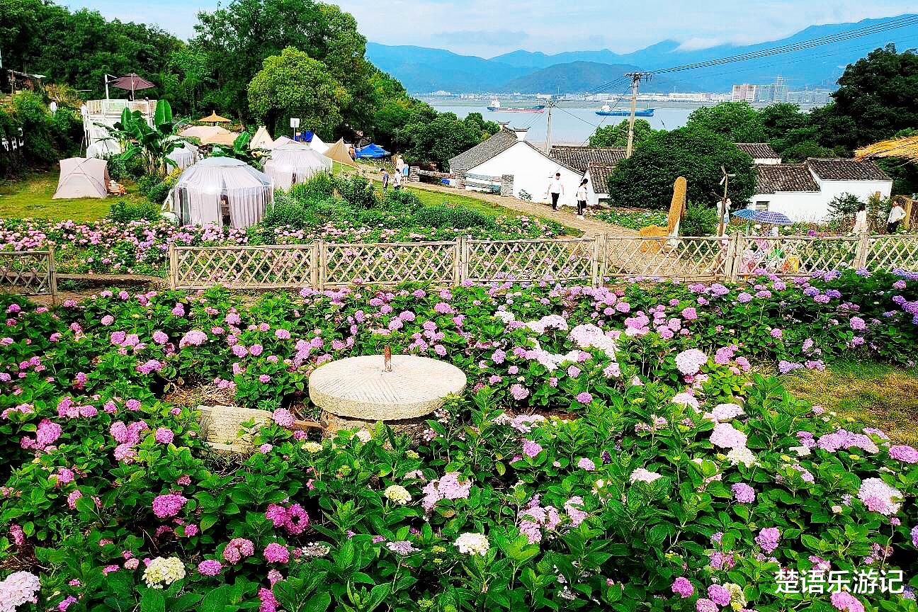 绣球花|浙江宁波又有一个景点火了，古村、海滩、绣球花海美如画，还可露营