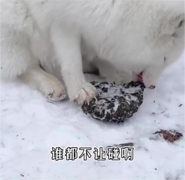 男子喂野生白狐一个多月,被送一个野生大灵芝