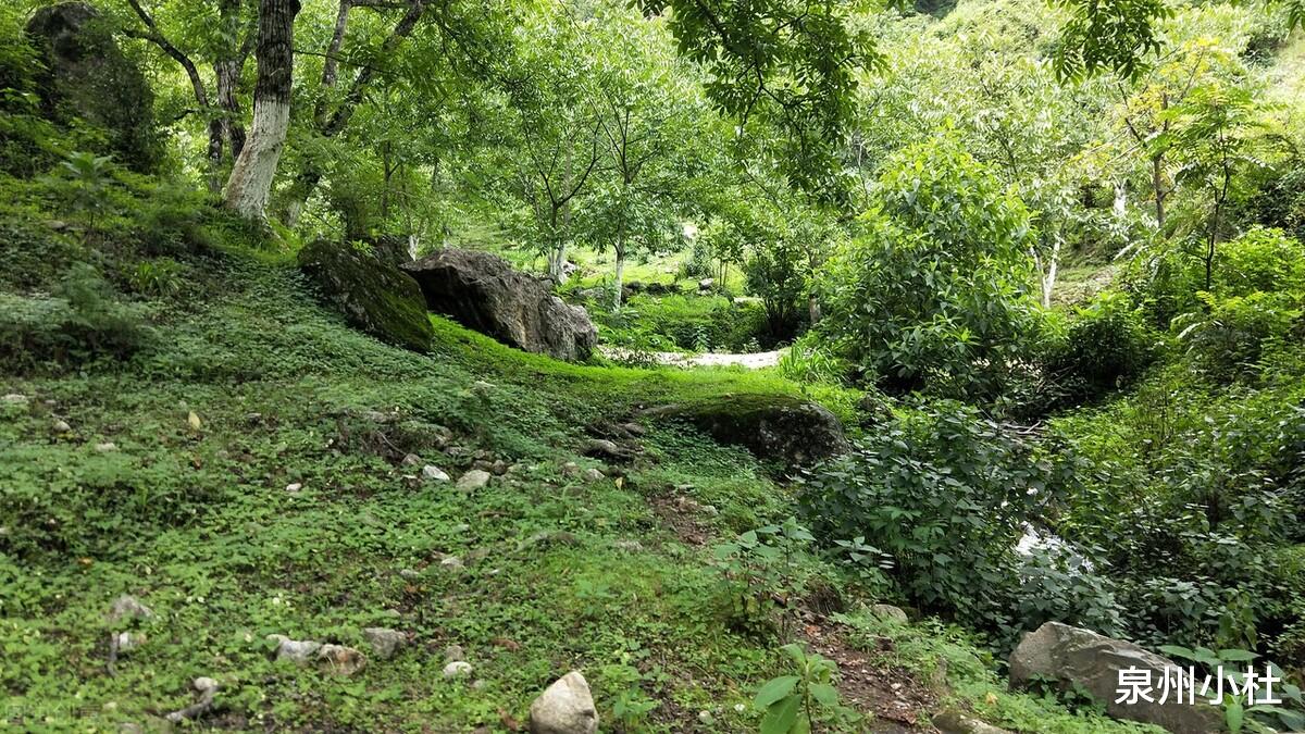 高黎贡山|去一趟高黎贡山吧！风景绝美，山中的百花园，世界自然博物馆