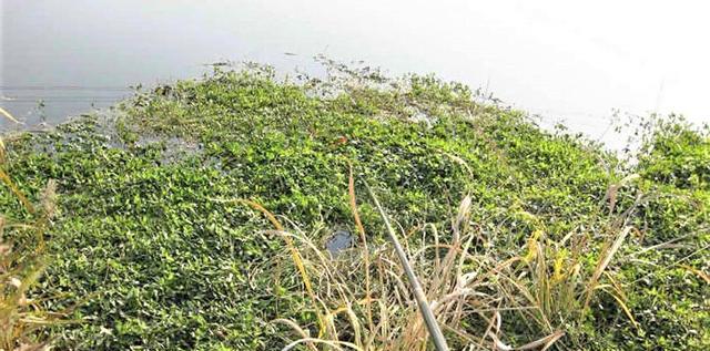 明水|夏季钓鱼，钓草洞还是钓草边？深度分析水草特性，确定钓草位置