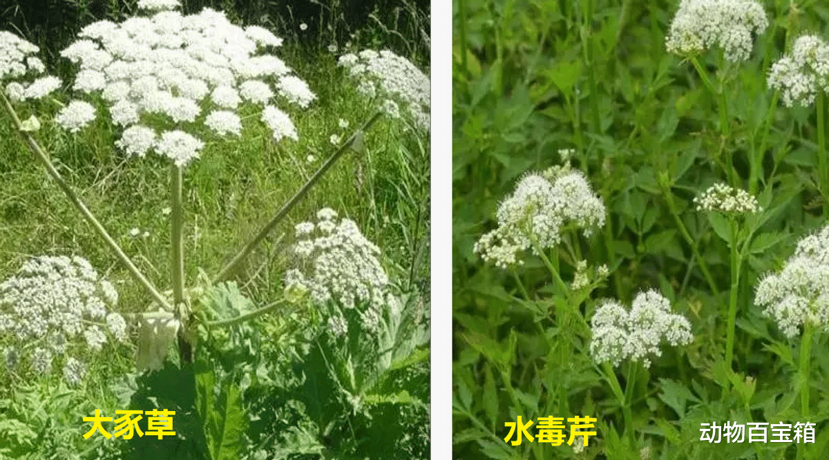 肆虐欧美的超级毒草，穿防护服才敢靠近，为何却在中国豪横不起来