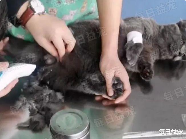 送猫咪去绝育，结果半天没动静，走进手术室一看心碎了！