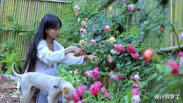 李子柒|远离尘嚣，李子柒的中国式田园生活让人羡慕，过着与世无争的惬意