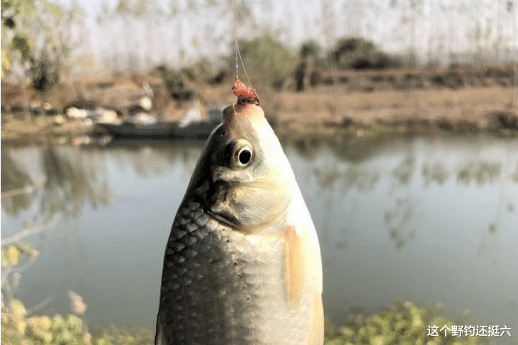 饵料|春季杆子越用越短，比着用短不可取！用饵思路不要有错误的认知