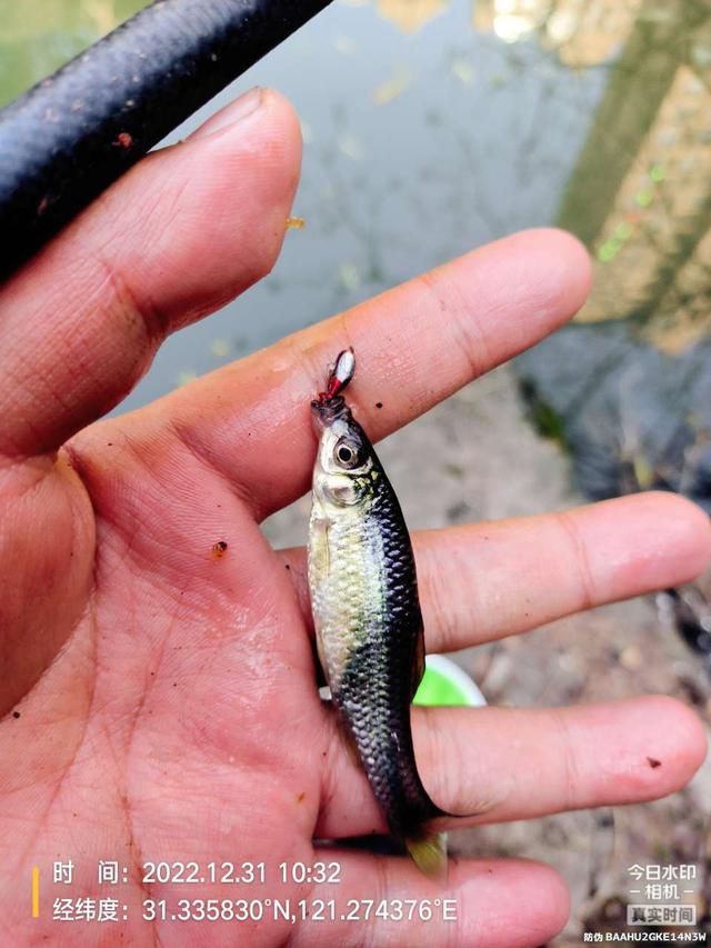 |2022年最后一钓，最大的鱼是斤鲫！