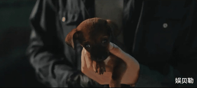 赵红兵|《赵红兵》上线后“双赢”，成为网络电影的标杆，成功有2个原因