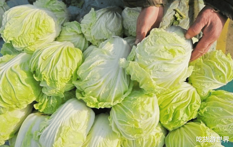 买白菜,选黄白菜还是绿白菜?区别很大别买错了,菜农:记住4点