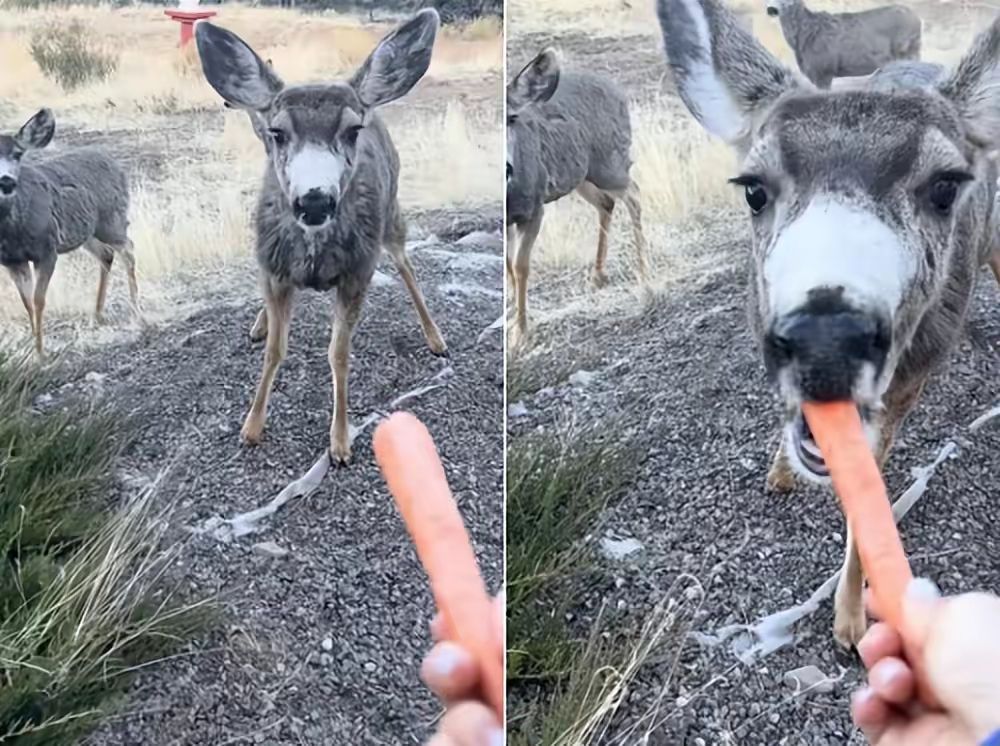 张静初|张静初晒睡醒素颜，打坐吃素难掩脸部臃肿，网友却调侃无戏可拍