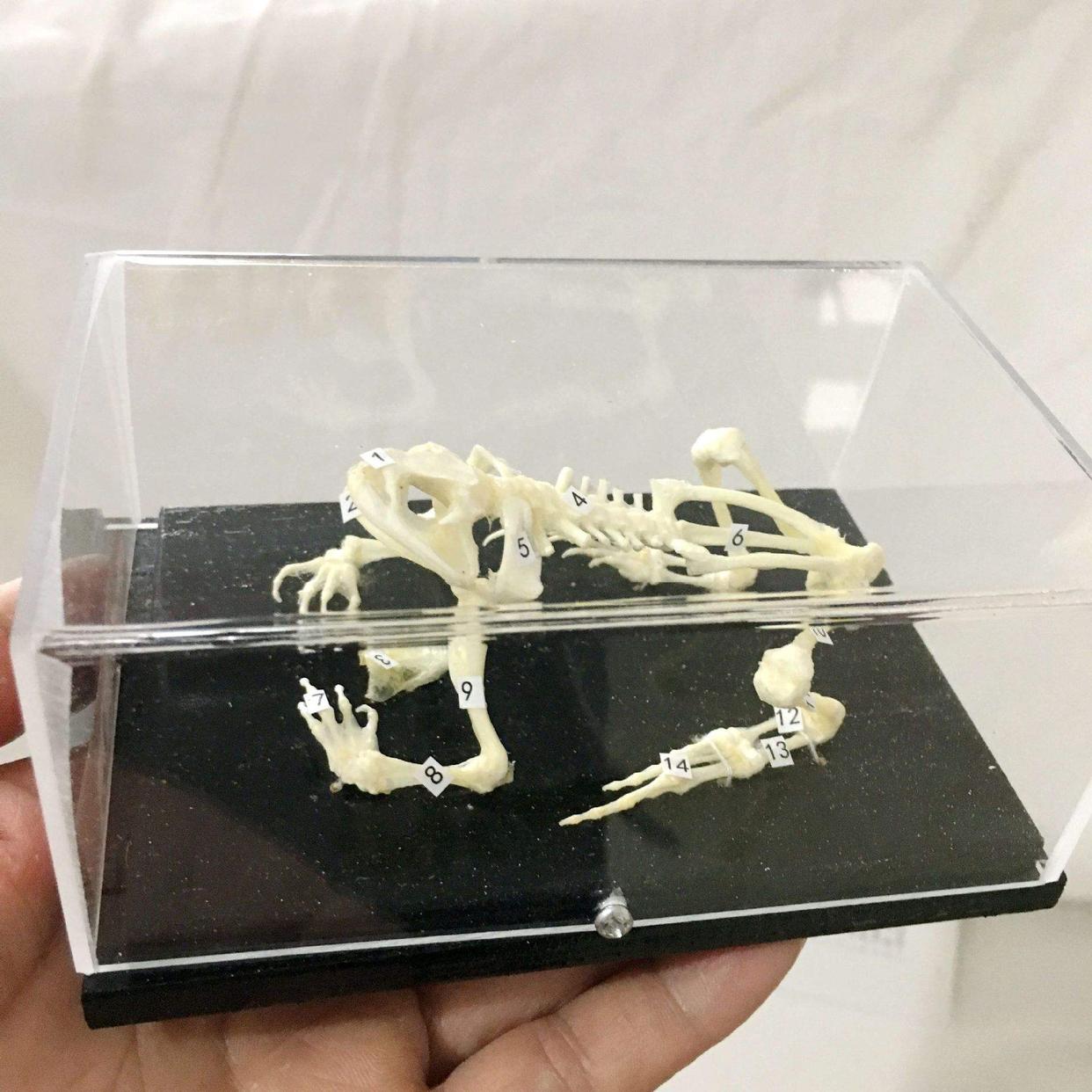 考古学家在巨石阵发现一种动物腿骨,惊诧地道:难道古人吃这个