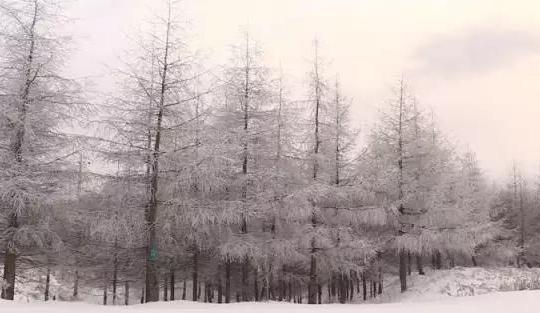 重庆|重庆被遗忘的玩雪地，一年四季景色不相同，不要门票免费玩