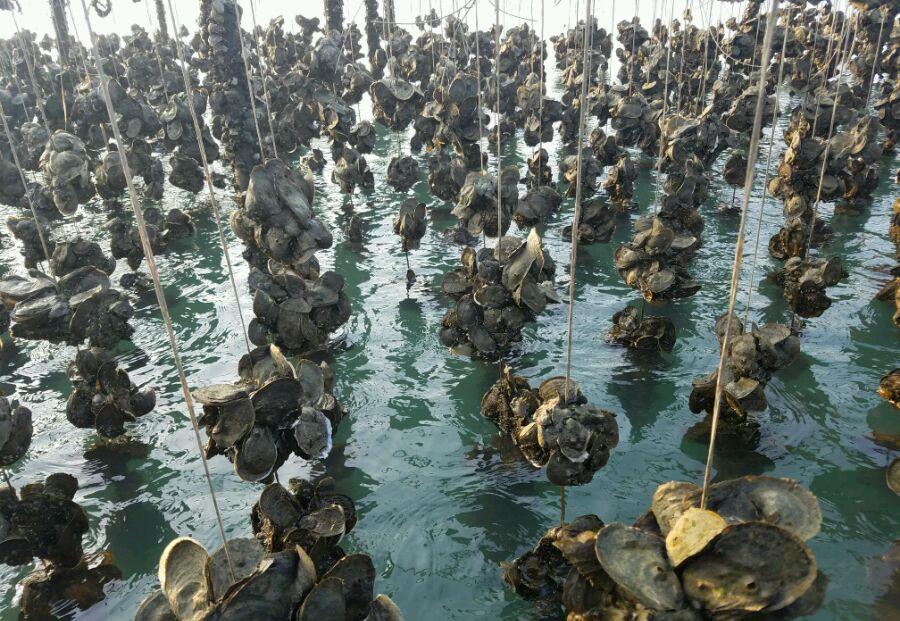 13万吨卖不动,如今又200万斤积压,到底咋了?网友:太贵吃不起