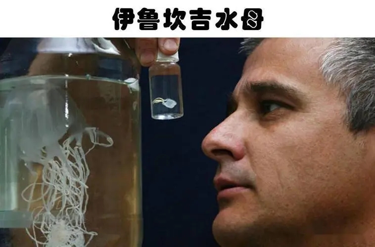 3个月连杀5人!直径只有1厘米的海中幽灵,为何如此凶猛?