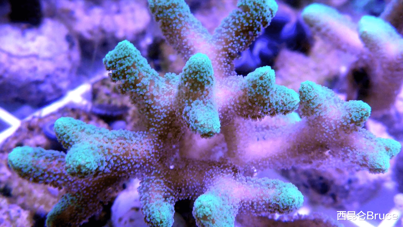 鲍鱼成濒危物种!10%海洋生物有灭绝危险,网友:佛跳墙没灵魂了