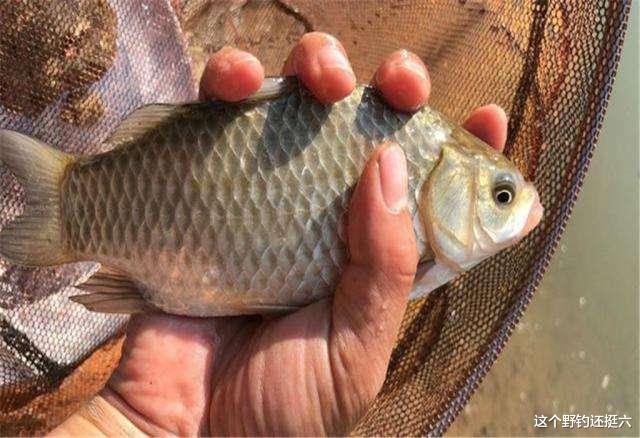 |降温当天是否好钓鱼？判断冬季钓鱼的好天气，学看这两个数值变化