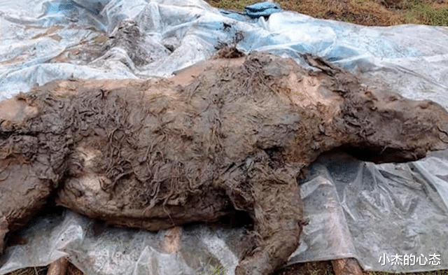 古生物尸体从冻土层中被发现,距今或已有5万年,隐藏危险信号