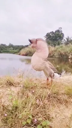 牧风芳华 在农场发现一个长相奇特的动物，网友：这就是传说中的四不像吧