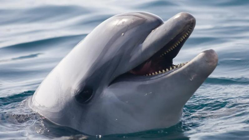 雄性海豚与女饲养员的实验，NASA提供资助，最终却无法收场！