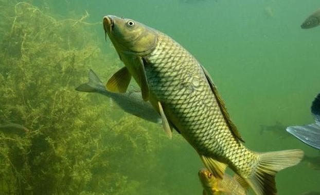 饵料|有关开饵料的水,分享4个非常实用的冷知识