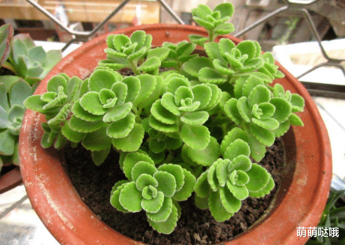 ?卫生间里味大受不了？养上这几盆，异味消失