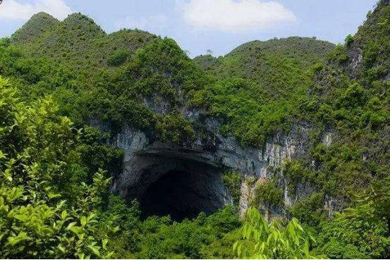 我国发现奇妙“地下森林”，深藏神秘天坑之中，遍布珍稀动植物