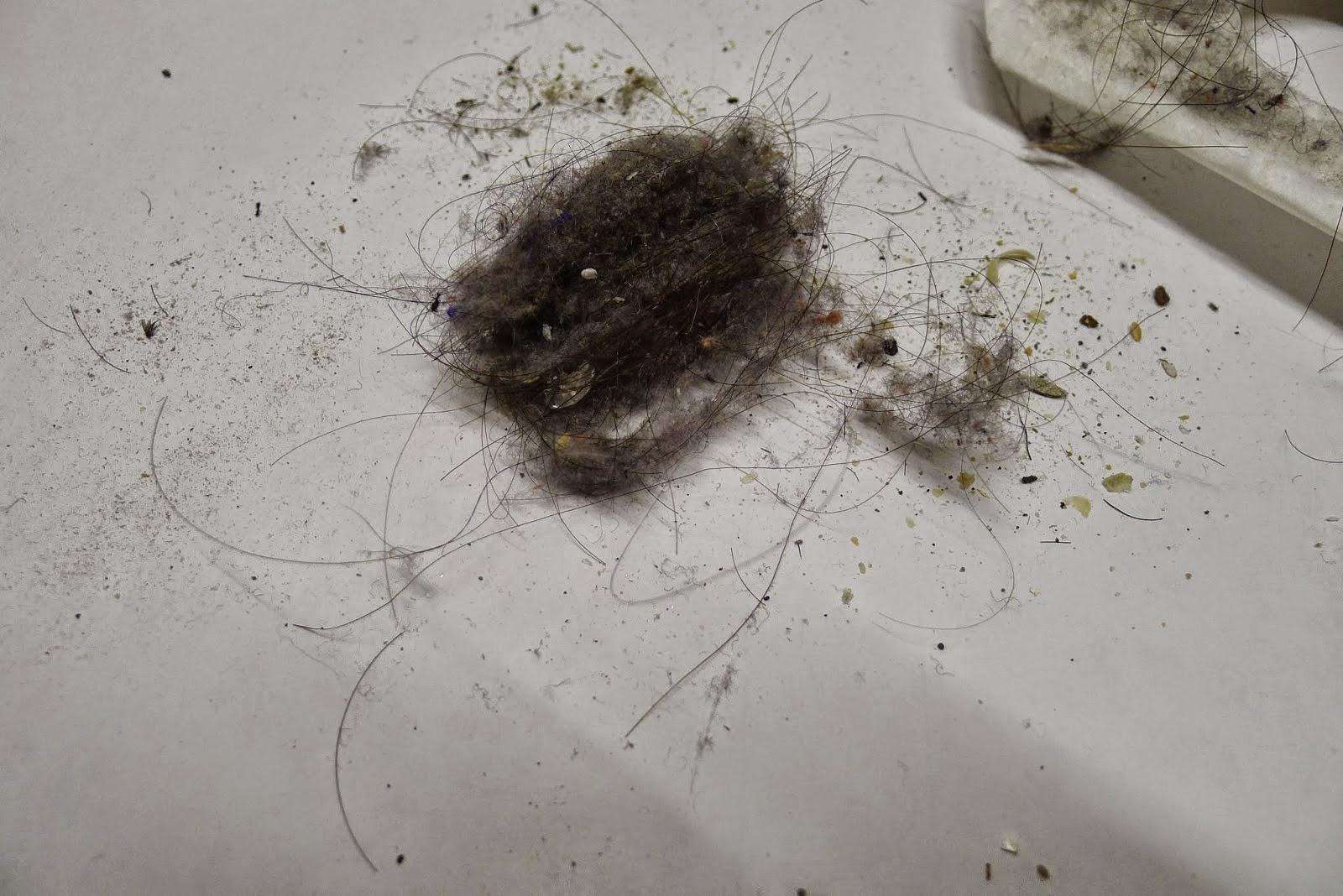 屋子里全是“灰尘、毛絮”？保姆支了个招，毛絮全消失，真好用！