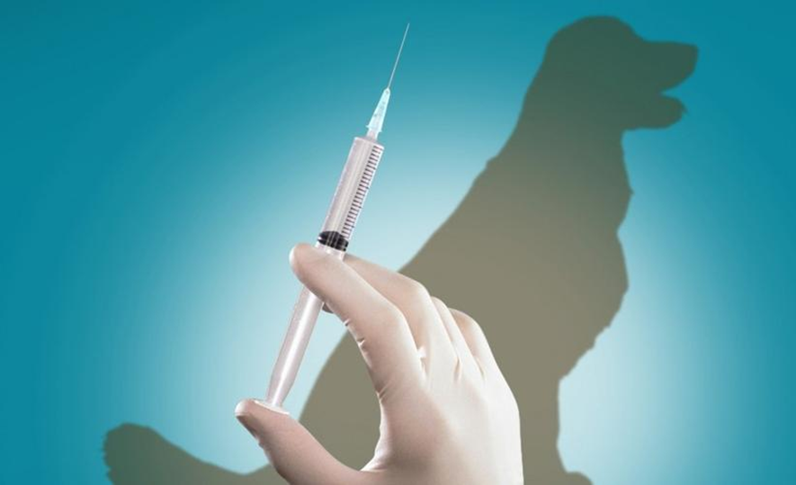 中国狂犬病防治真的走错路了?疫苗到底该给人打,还是给狗打?