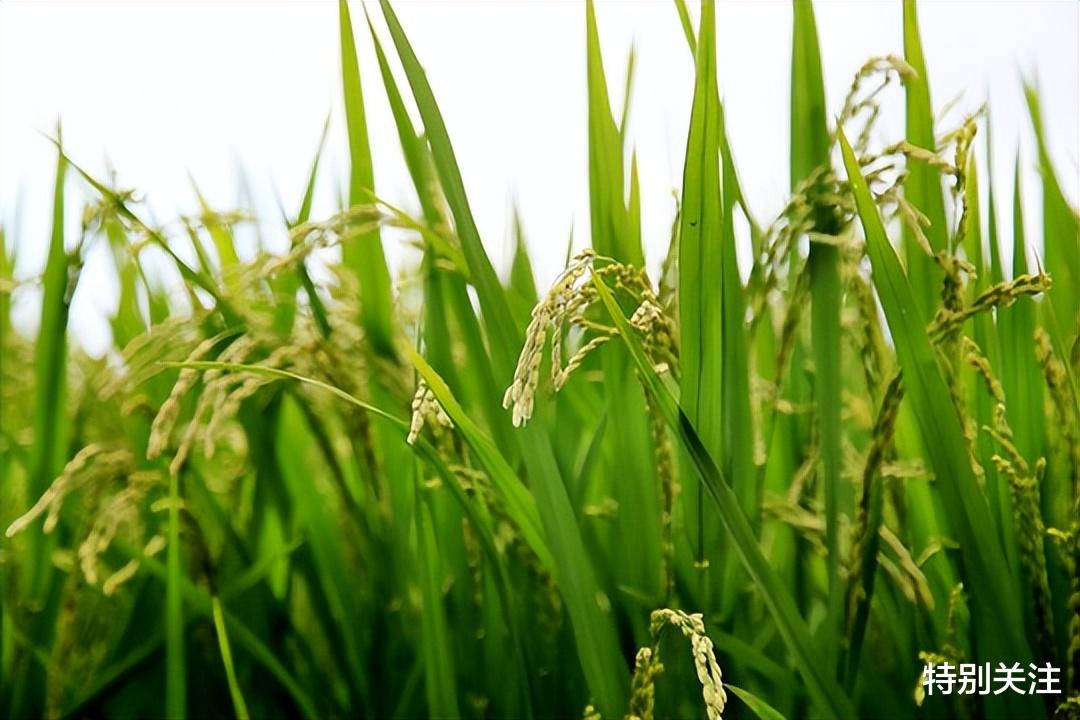 全国哪个省份的大米最好吃？有什么原因吗？