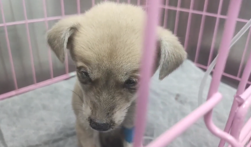 犬瘟、细小加冠状，仅两个月的小奶狗被救助后，在宠物医院里默默流泪