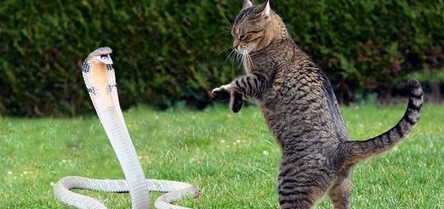 冷知识:科学分析猫为什么不害怕蛇