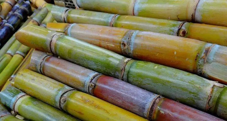 猪肉|普宁竹蔗——肉质酥嫩,清甜爽口