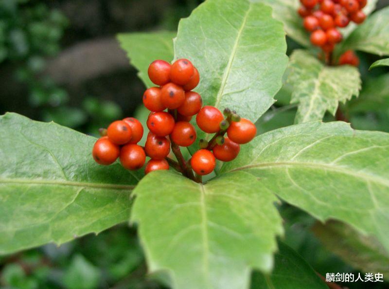 【地球生物全系列——植物篇】双子叶植物纲—金粟兰目(上)