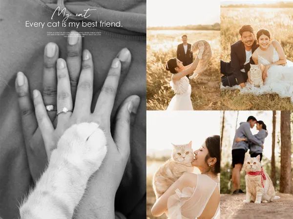 拍婚纱非带猫,结果摄影师全拍猫了!