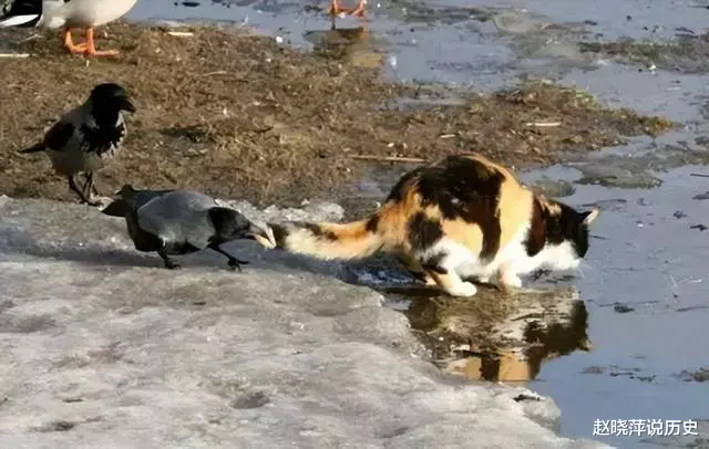 如果体型差不多,猫可以打败乌鸦吗?