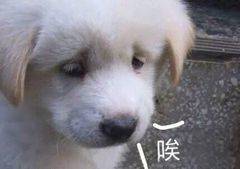液晶显示器|不到1500元！以后这种旗舰，彻底要没了