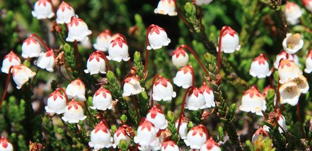 川藏公路|川藏线上的神秘“大白菜”，看到千万别摘，不然可能就要掏腰包了