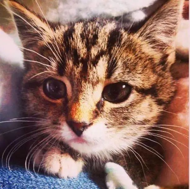 半夜突然被猫扑脸狂抓，她醒来正要开骂，惊见大火吞噬家门！
