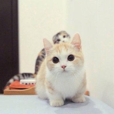 铲屎官 白萝卜能给猫猫减肥？家有肥喵的铲屎官赶紧来看这个自制猫饭吧