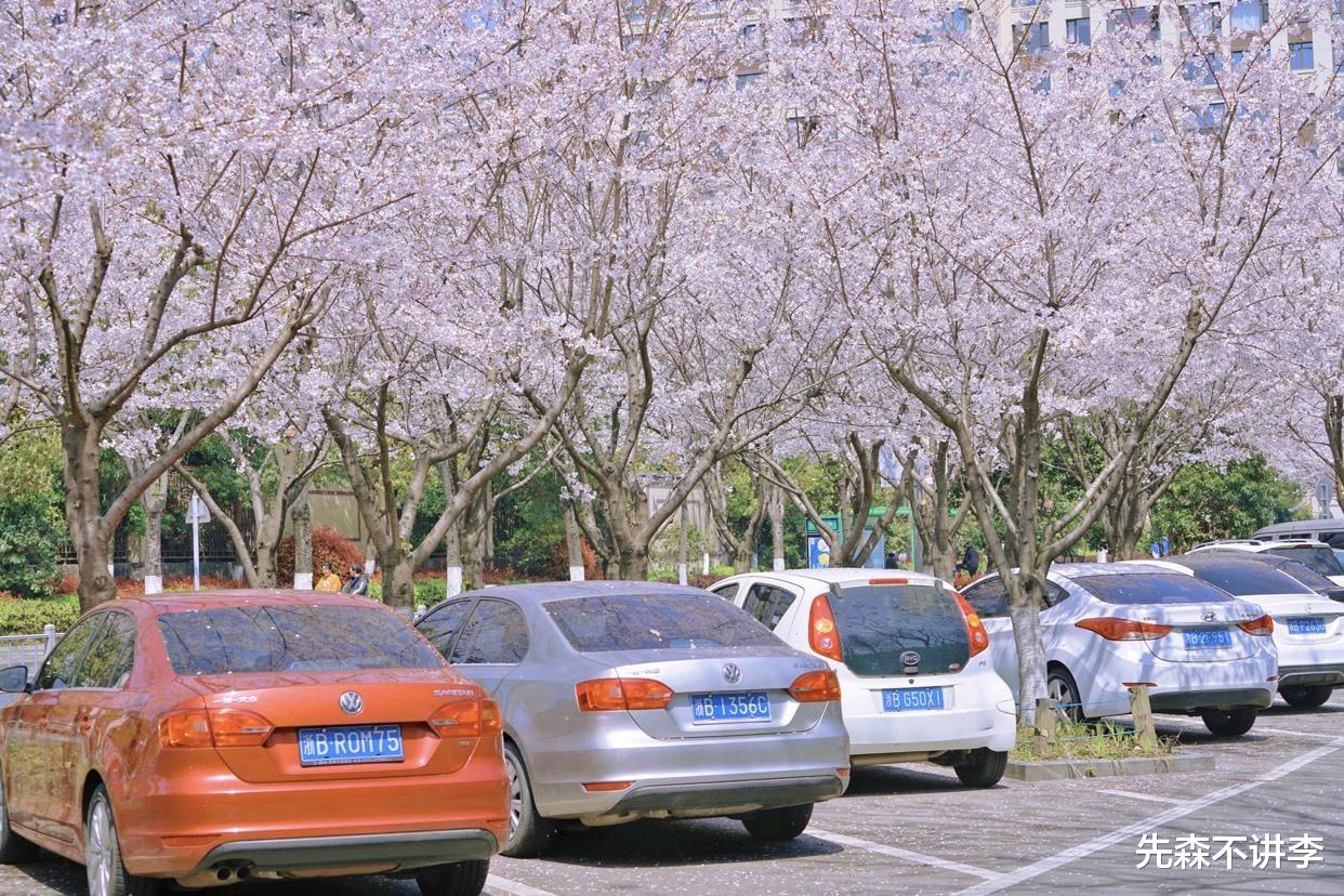 春分|宁波春天赏花秘境，每一帧都是春天的气息，这些春花你都看了吗？