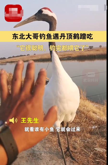 |野钓偶遇任何动物都别招惹,指不定落地成盒