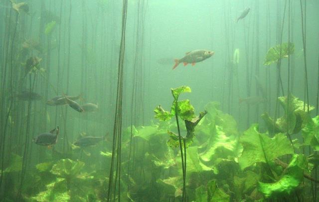 排水挖河的治污方法劳民伤财?科学家提议:用水草和贝壳就能搞定