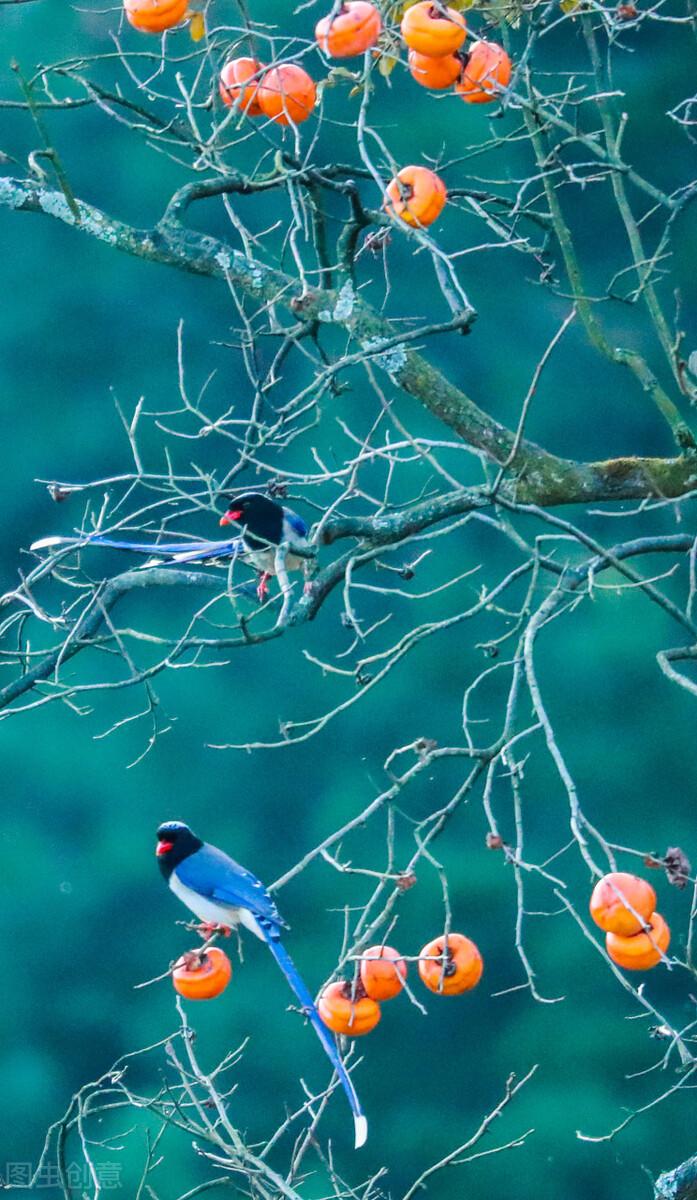 最中国的中国水果,甜了中国人一万年!