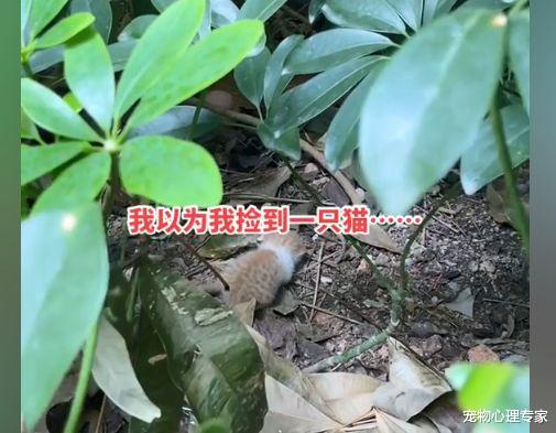 女子发现1只小奶猫,欣喜若狂以为捡到猫时,结局却有了反转