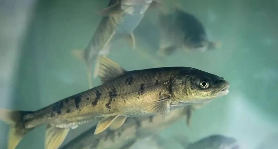 浙江省|我国最大的湖泊——青海湖，湖中的鱼却又少又小，这是为何？