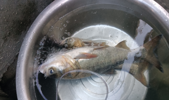 按摩|鱼类的听觉, 对钓鱼事半功倍, 通过声音诱鱼进窝, 能比别人更早中鱼