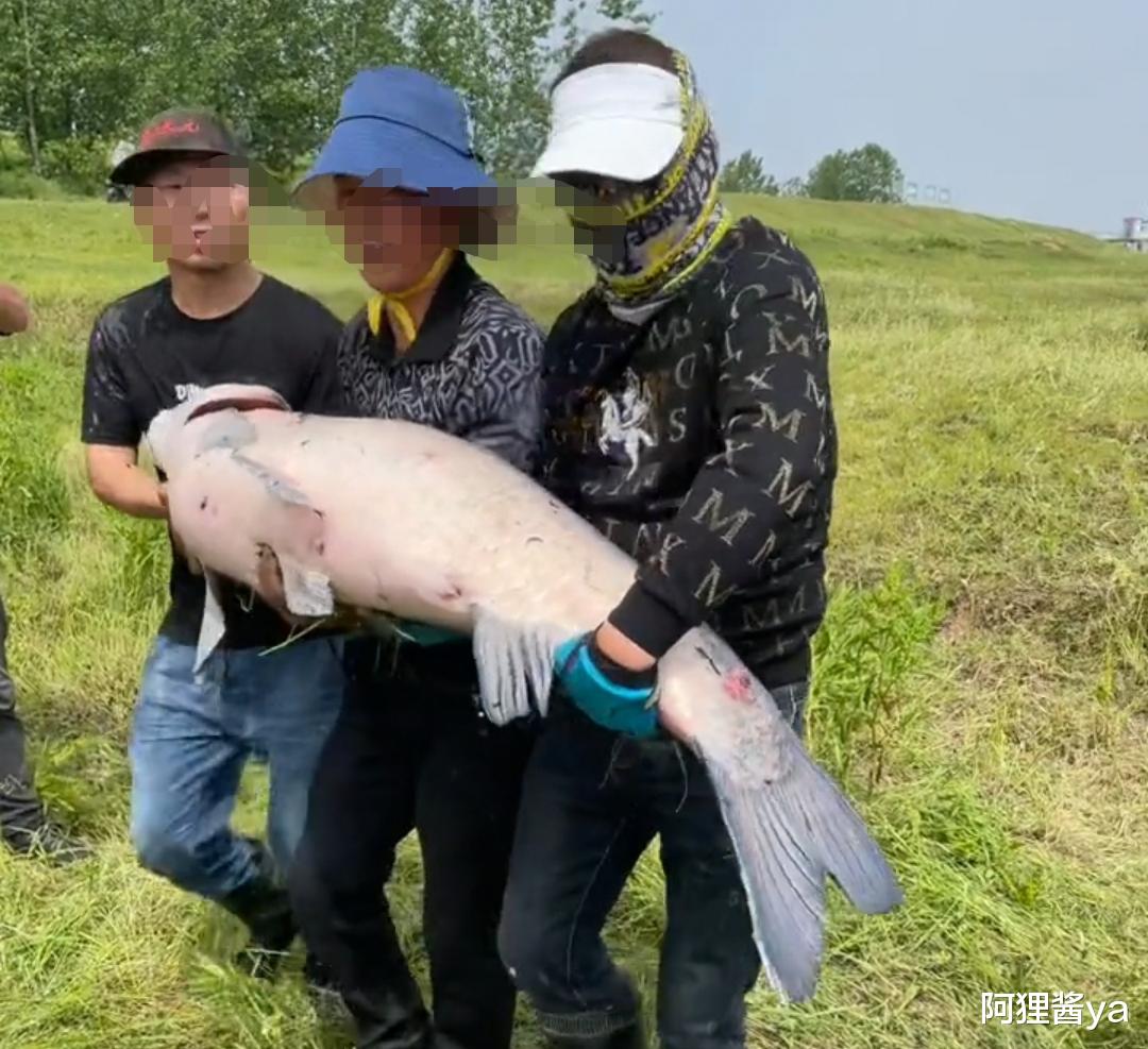 清明节|罕见！湖北举水河百斤青鱼王被人钓上岸，他的选择赢得网友好评