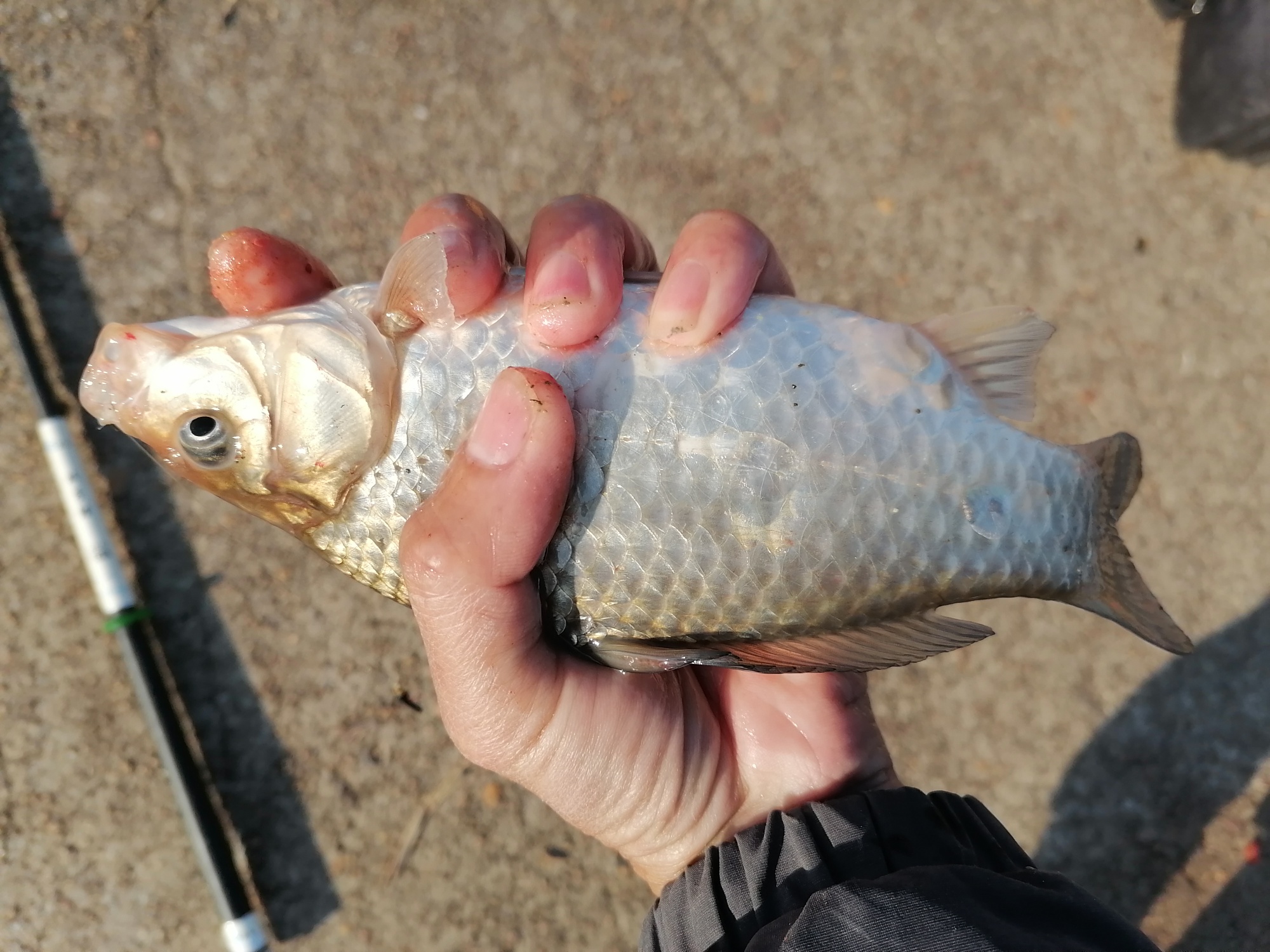 饵料|?新手用饵攻略,针对性鱼种用饵,上鱼更理想