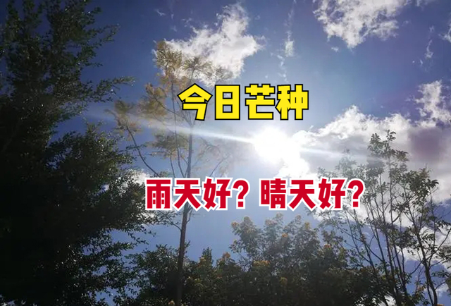 今日芒种,下雨有什么说法?晴天好还是雨天好?看看农谚就知道