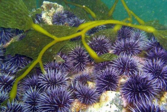 海带森林大面积消失,罪魁祸首是一群挨饿的海胆?