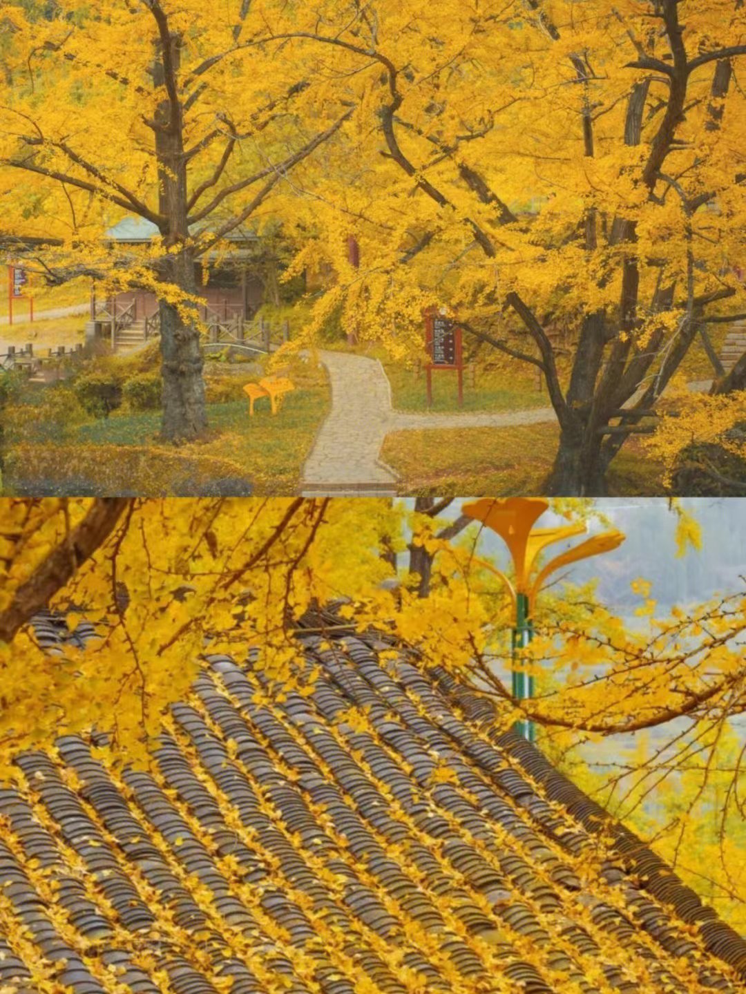 银杏树|如果你累了，就去这9个地方小住几天